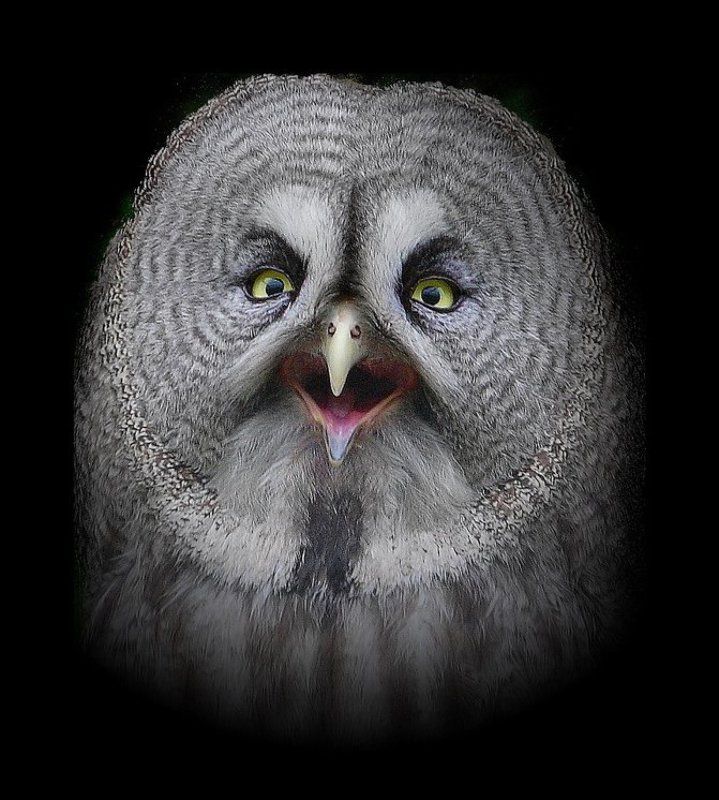 Big Gray Owl