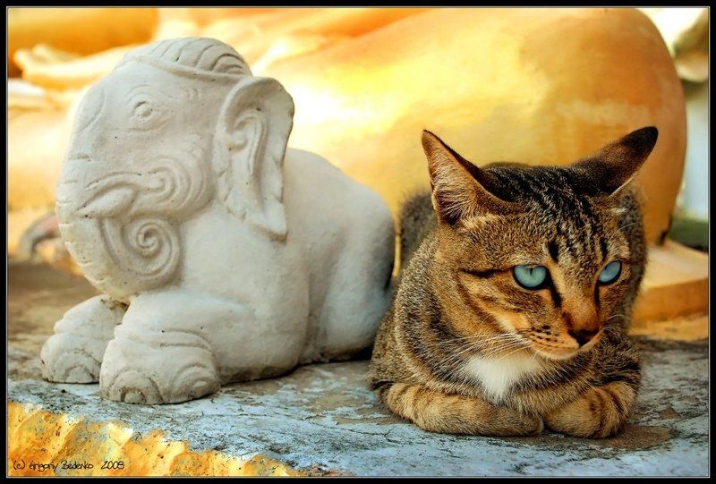 # Храмовая кошка #  из серии  # Cны о Тайланде #photo preview