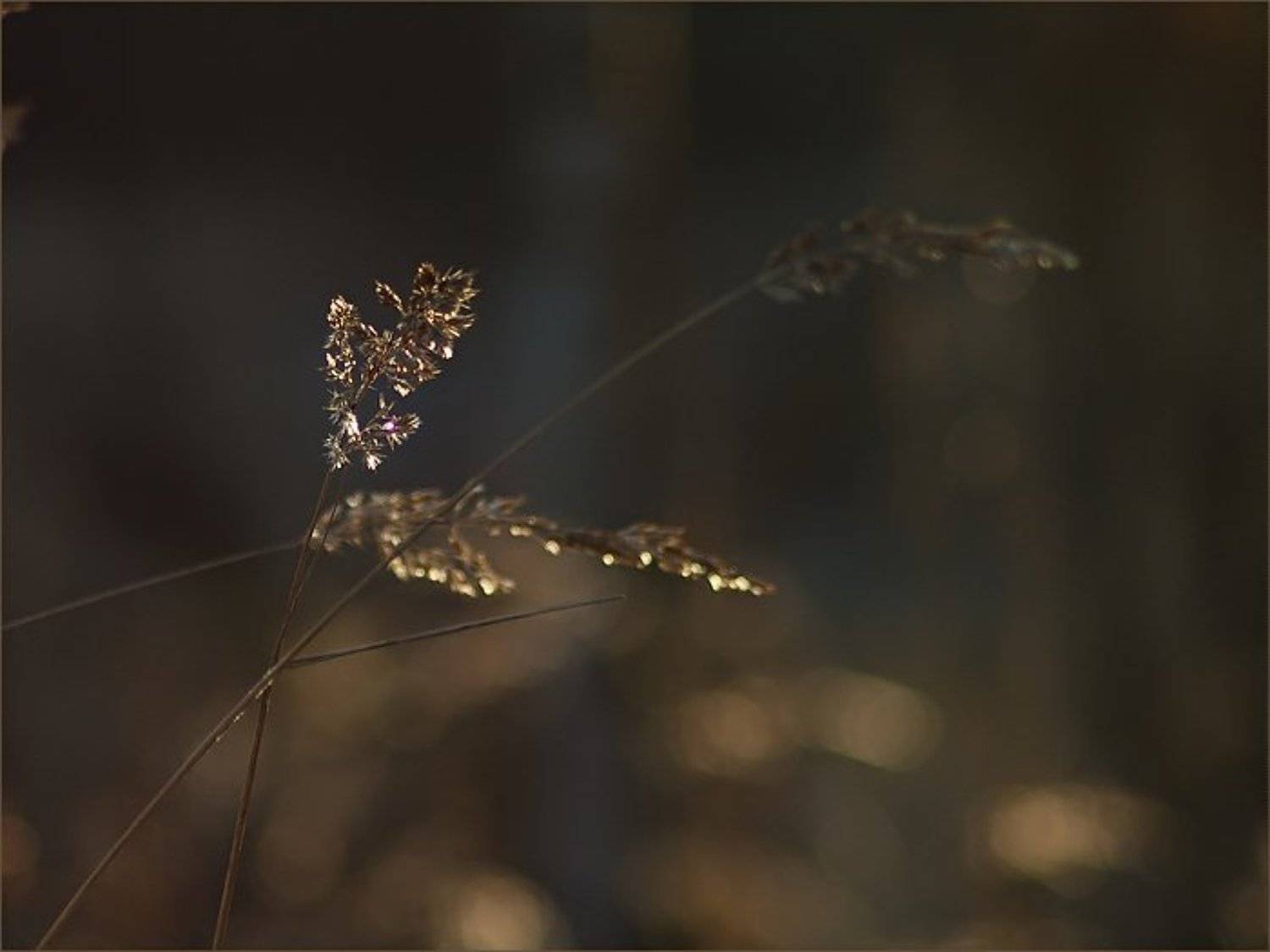 Первый Снег.... Автор: Лариса Лучко ноябрь, 2008, Лариса Лучко