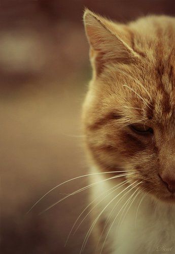 One Caress