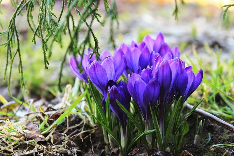 Весна, Крокусы, Цветы Первоцветыphoto preview