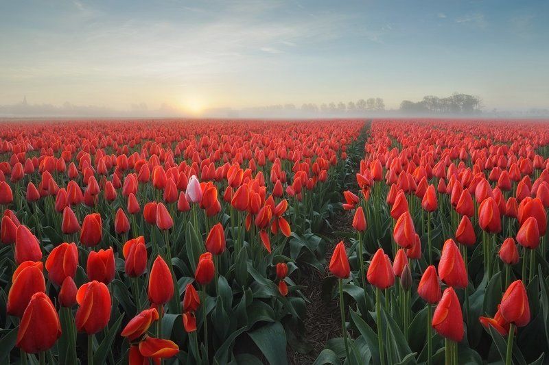 Tulips...