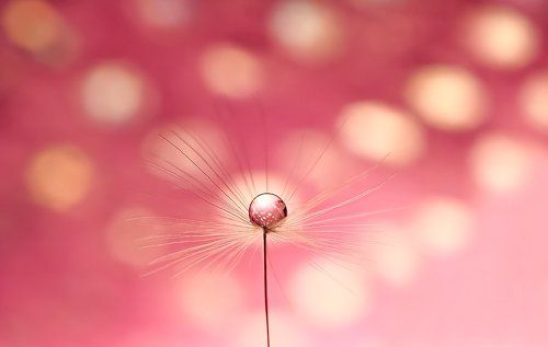 Macro world
