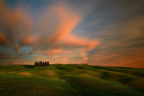 Cypresses...