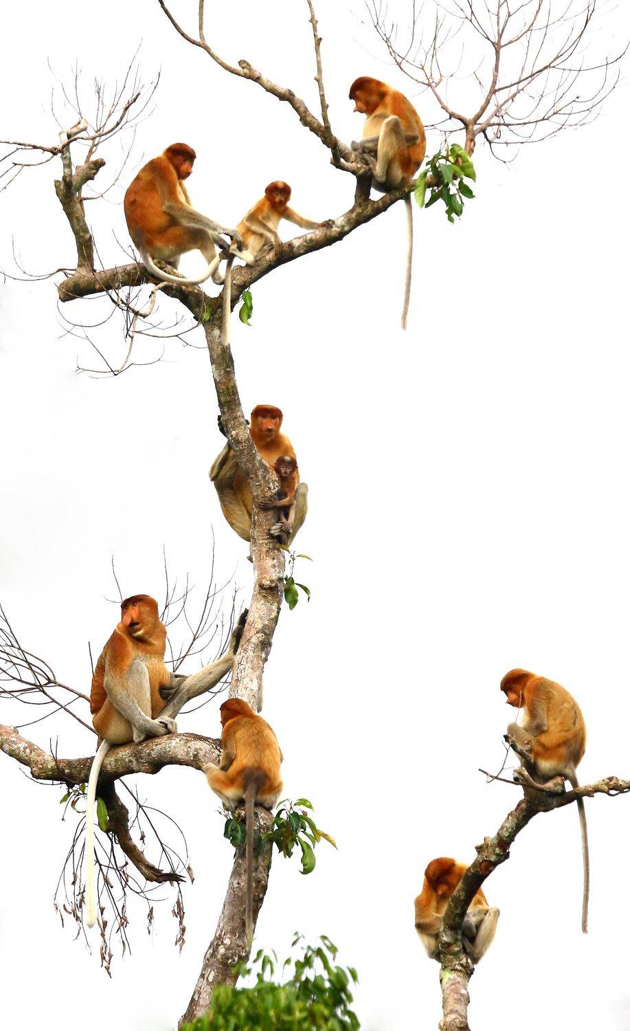 , Гудков Андрей