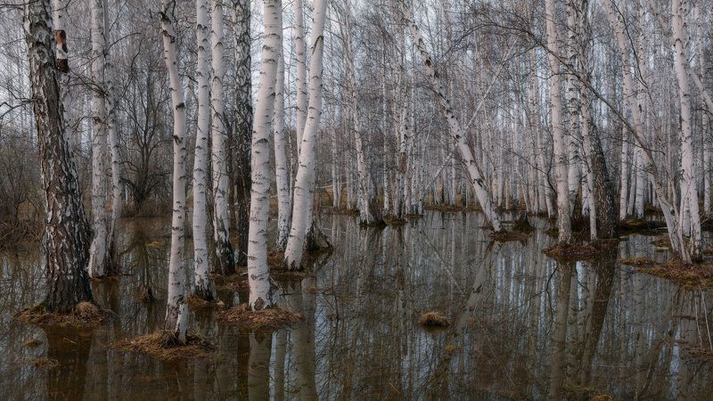 аргази, половодье, разлив Весенние разливыphoto preview