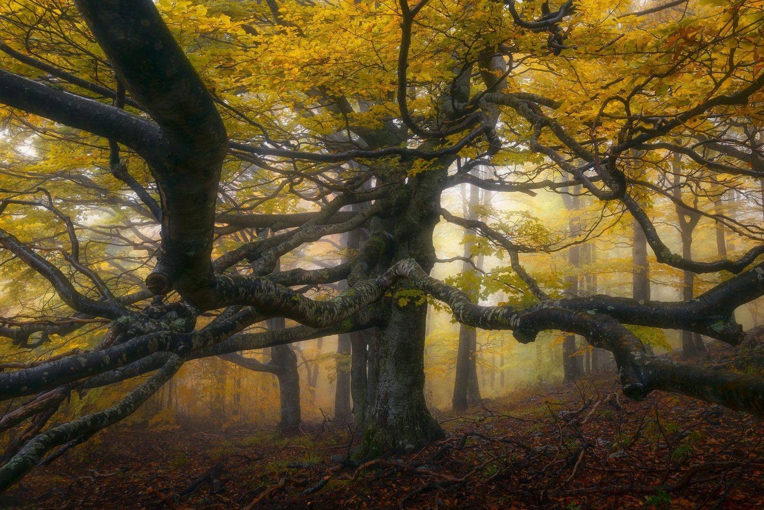 , Szabo Zsolt Andras