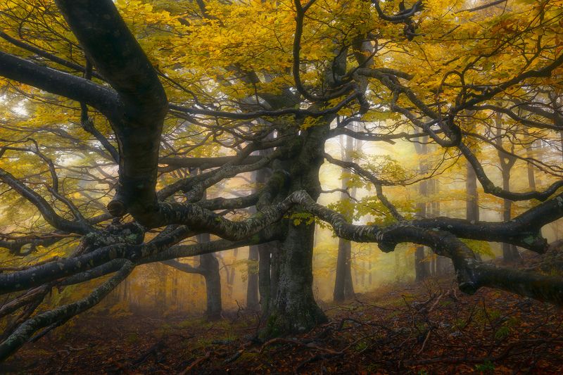 Rough edgephoto preview