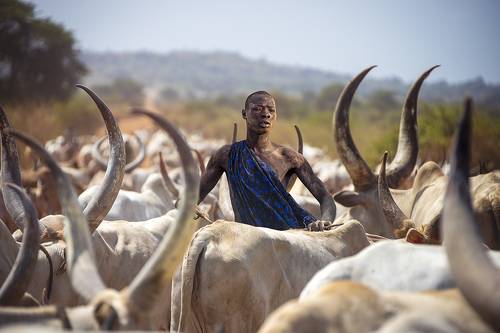 Mundari's male cow