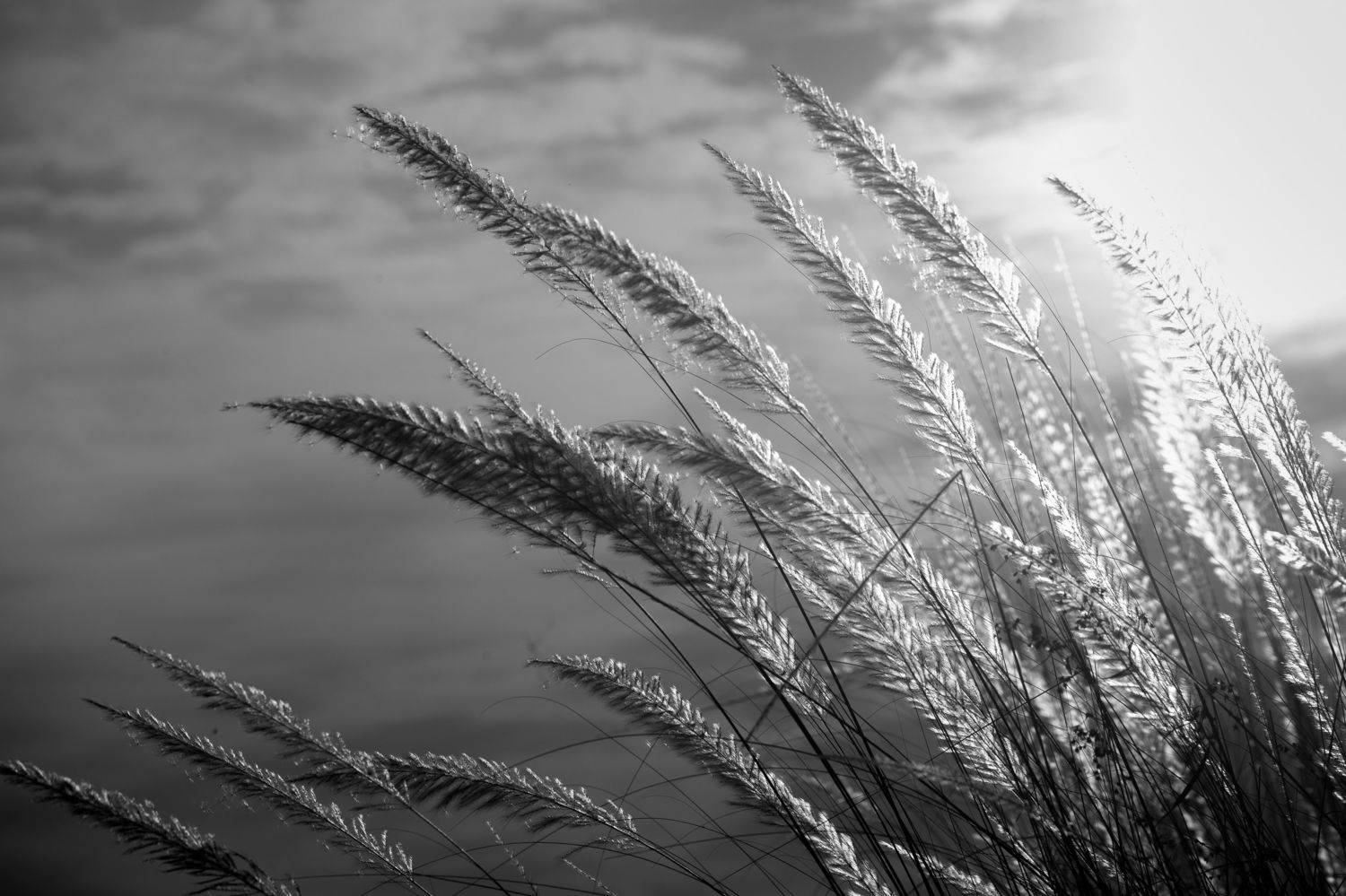 , Jahangir Alam Onuchcha