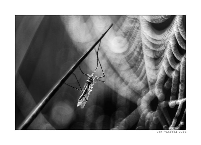 Mosquitophoto preview