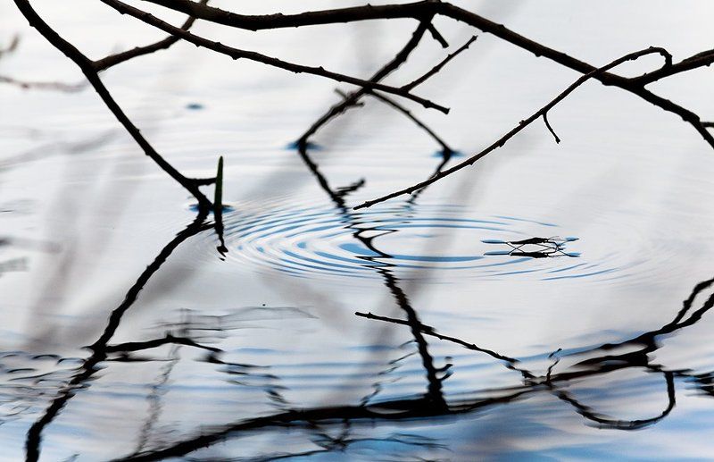 водомерка опять о водомеркахphoto preview