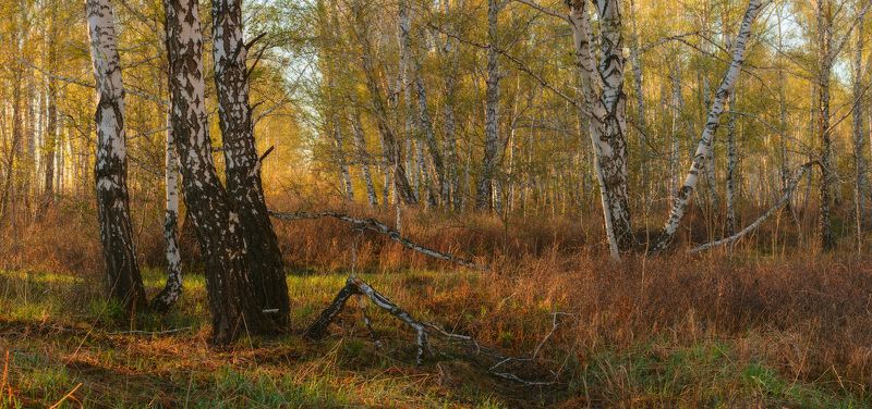 Метаморфозы весеннего лесаphoto preview