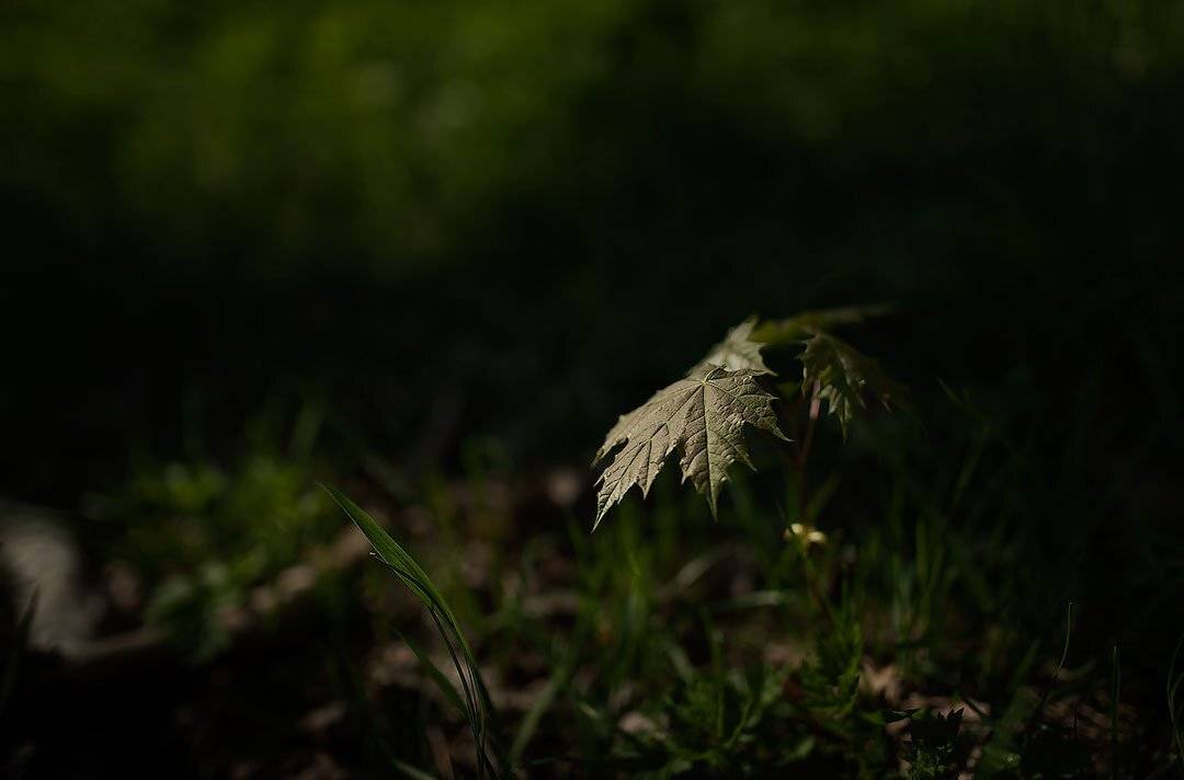 ***. Автор: sva , sva