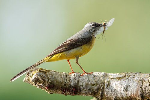 Grey wagtails