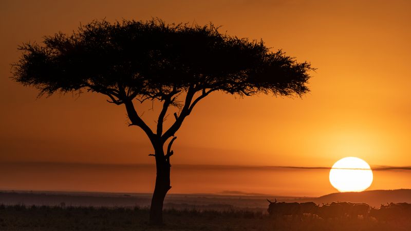 africa, sunrise, sun, kenya, savanna, landscape Morning in Masai Maraphoto preview