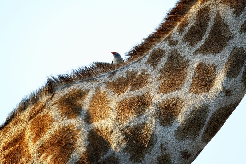 Little friendphoto preview