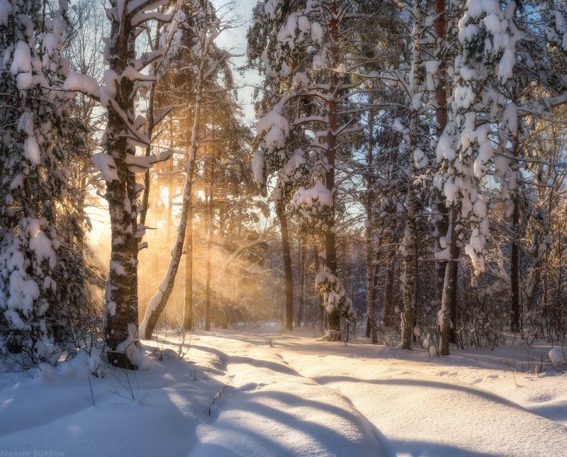 снегопад, зима, сосны, лес, снег, солнце, лучи, деревья, утро, владимир, владимирская область, березы, ели, forest, trees, fog, winter После снегопада в лесуphoto preview