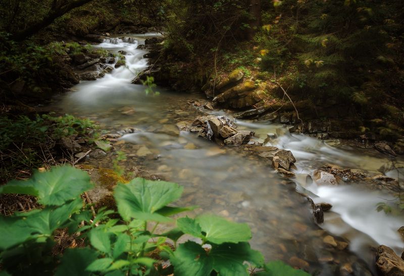 горы, карпаты, ручей, река, лес, украина Ручейphoto preview