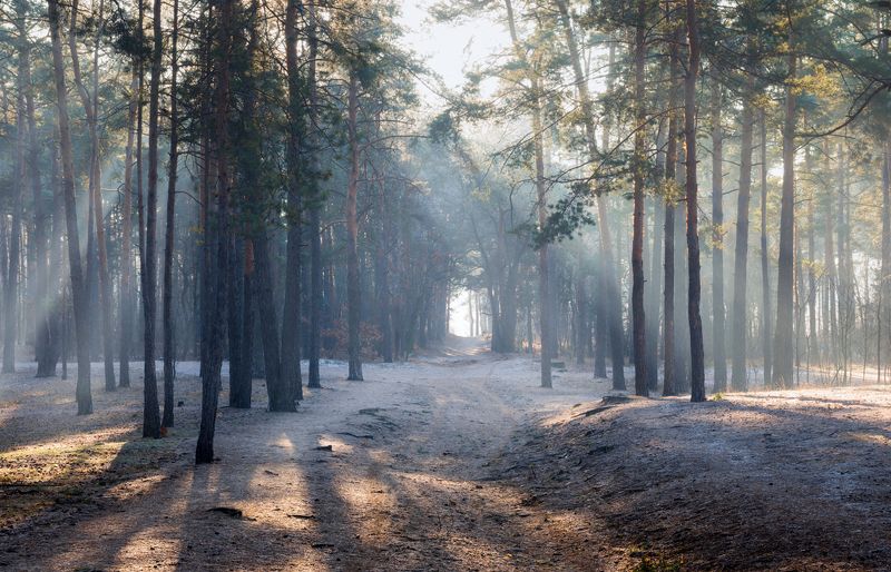 лес зима декабрь рассвет лучи Холодное утро декабряphoto preview