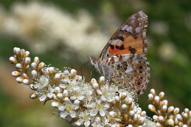 Июнь. Репейница на рябинникеphoto preview