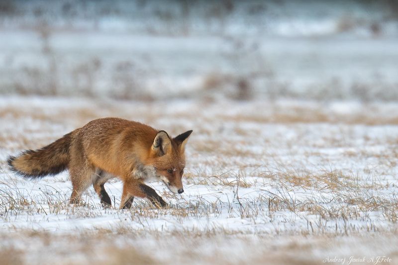 POLOWANIE photo preview