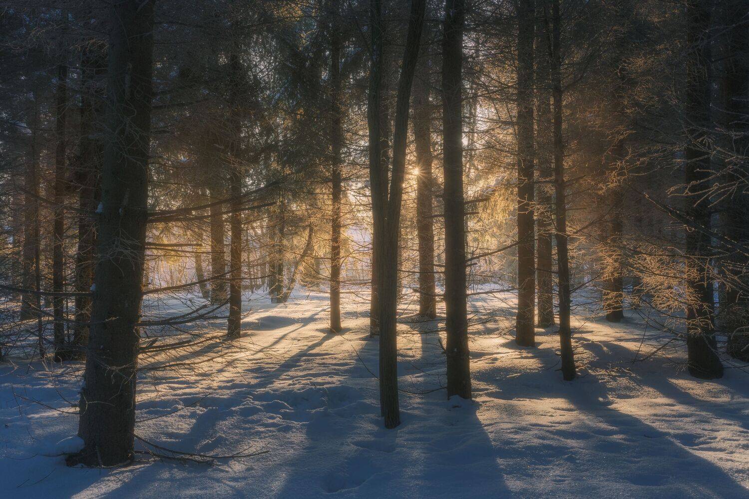 ***. Автор: Мартыненко Дмитрий закат, природа, зима, Московская область, пейзаж, Мартыненко Дмитрий