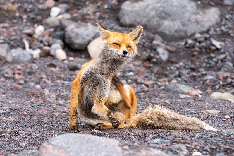 Лиса, Эльбрус, Животные Житель Эльбруса :)photo preview