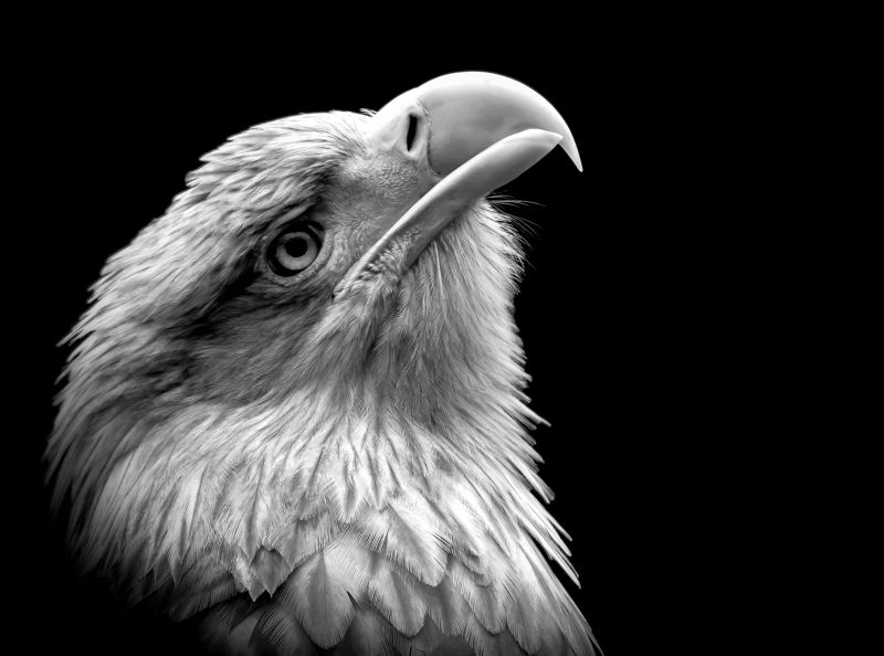 White-tailed eaglephoto preview