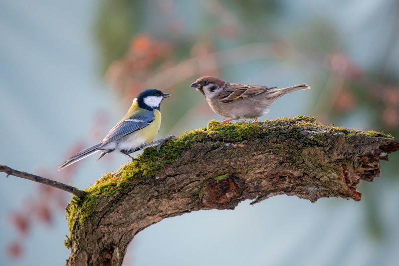 большая синица, птицы, birds, wildlife, great tit, parus major, воробей, sparrow Lets talking aboutphoto preview