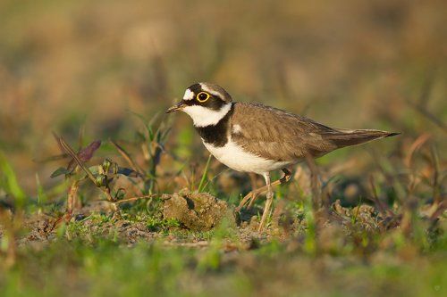 The Little Ringed Plover