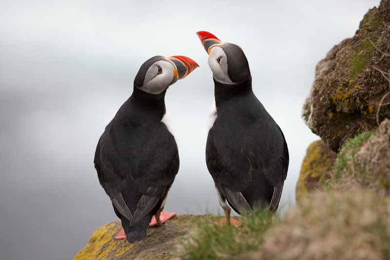 про то, как однажды попугаи прилетали в гости к пингвинам...photo preview