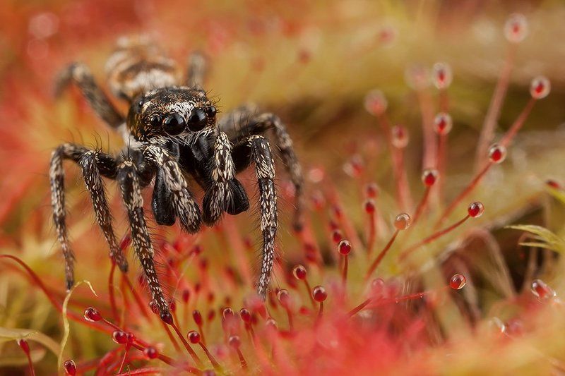 Скакун Когда лапки липнутphoto preview