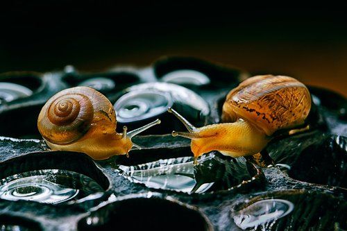 водяные кратеры лотоса