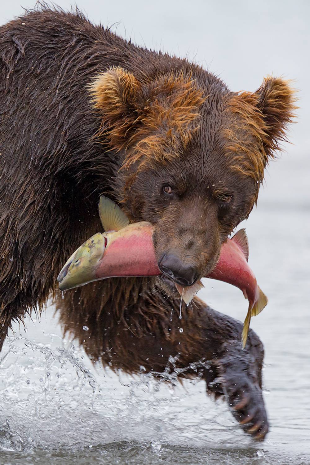 Камчатка, медведь, животные, природа, путешествие, фототур, , Денис Будьков