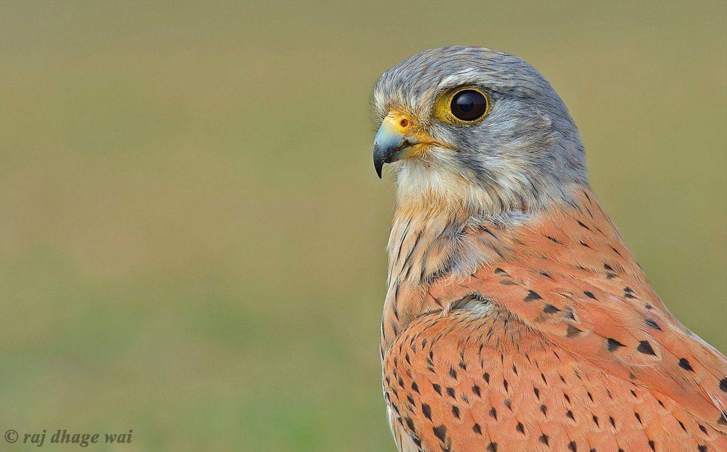 common kestrel male. Автор: Rajendra Dhage , Rajendra Dhage