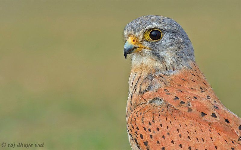 common kestrel malephoto preview