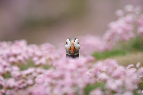 Puffin the flower