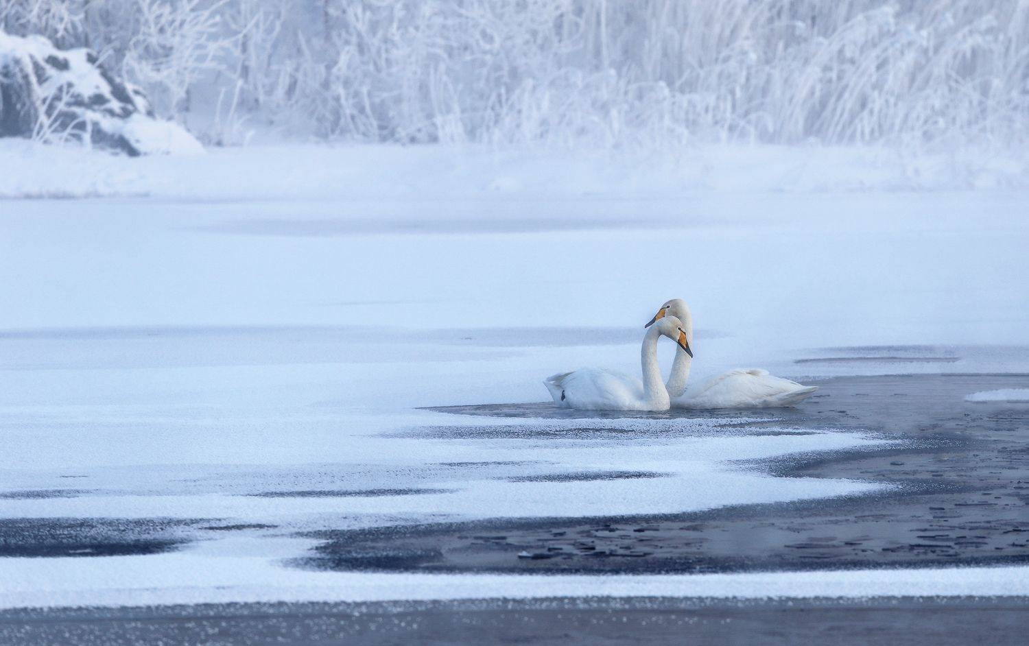 Лебединая верность. Автор: Галина Хвостенко лебеди, лебединое озеро, озеро светлое, село урожайное, алтайский край, урожайное, алтай, Галина Хвостенко