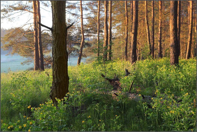 Опушкаphoto preview