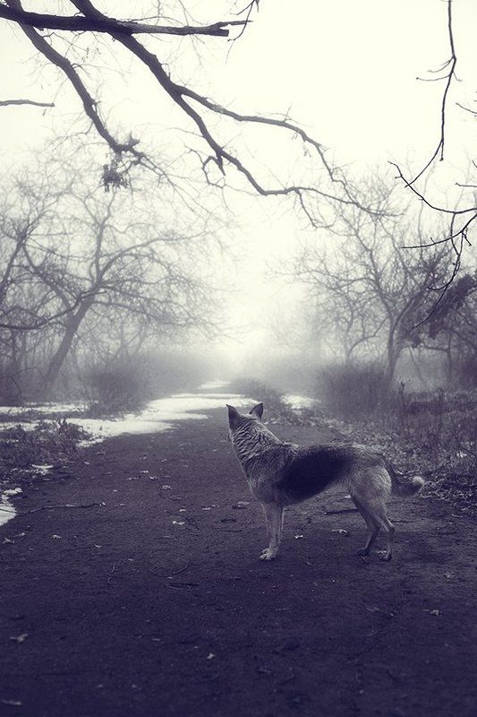 Alone, Animals, Art, City, Dog, Fog, Photo, Sea, Город, Жанр, Животные, Море, Одиночество, Пес, Туман, Фото День из жизни одного пса.photo preview