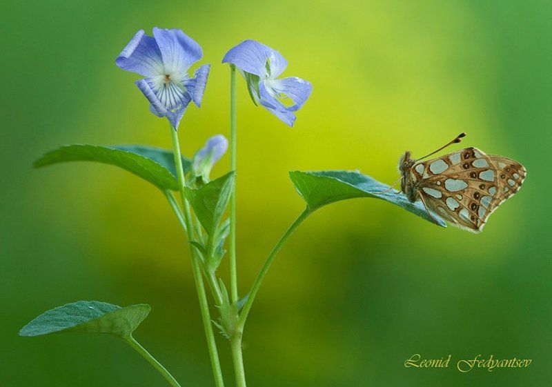 Butterfly, Issoria lathonia, The Queen of Spain Fritillary, Бабочка, Перламутровка латония, Фиалка Взаимность. Латония и фиалка.photo preview