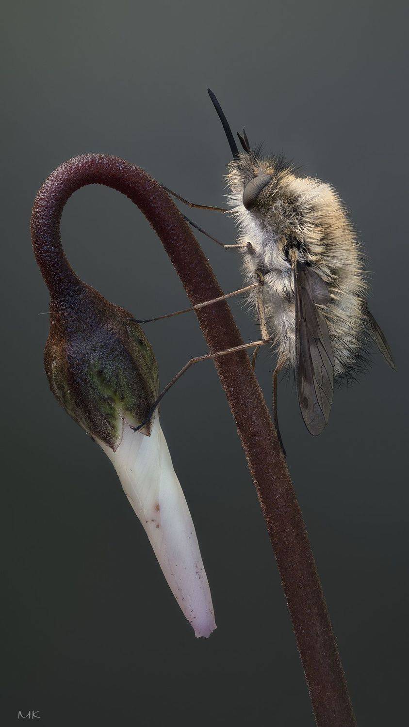 жужжала, bombyliidae, Miron Karlinsky