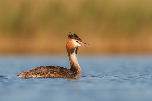 great crested grebe