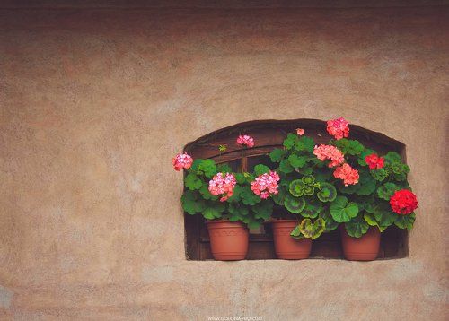 geranium