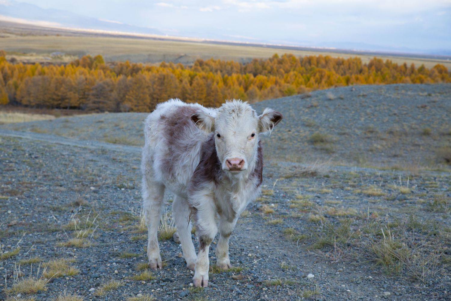 , Ольга Лукахина