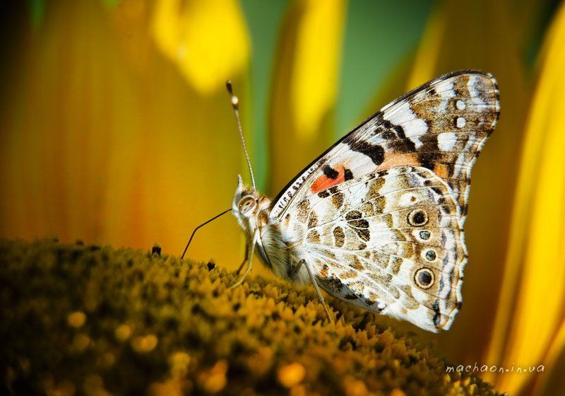 сезон чешуекрылыхphoto preview