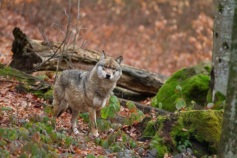 Nature wondersphoto preview