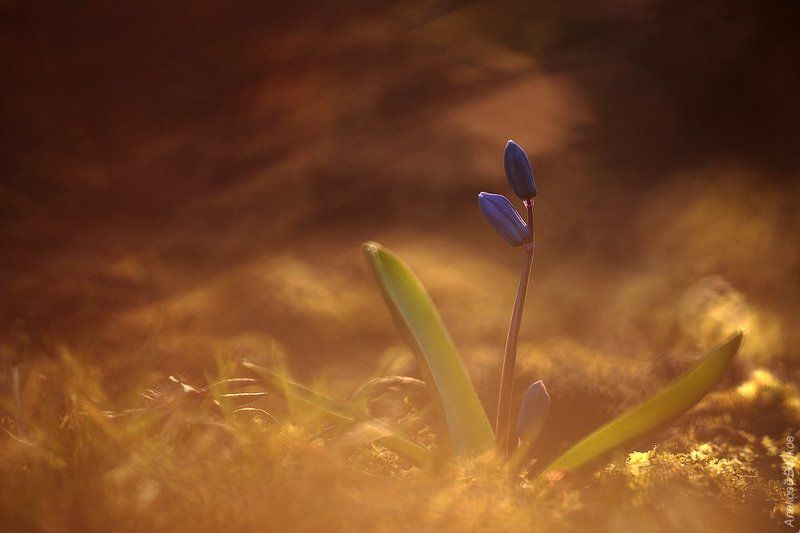 Дикая природа россии, Пролеска, Растение, Цветок Весенняя #2photo preview