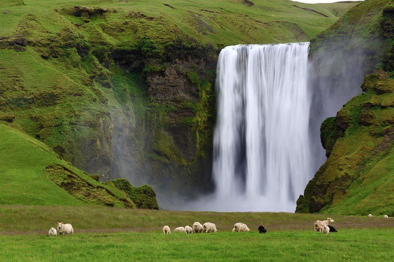 наша вкусная лужайкаphoto preview